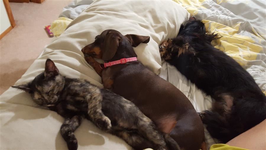 Pets